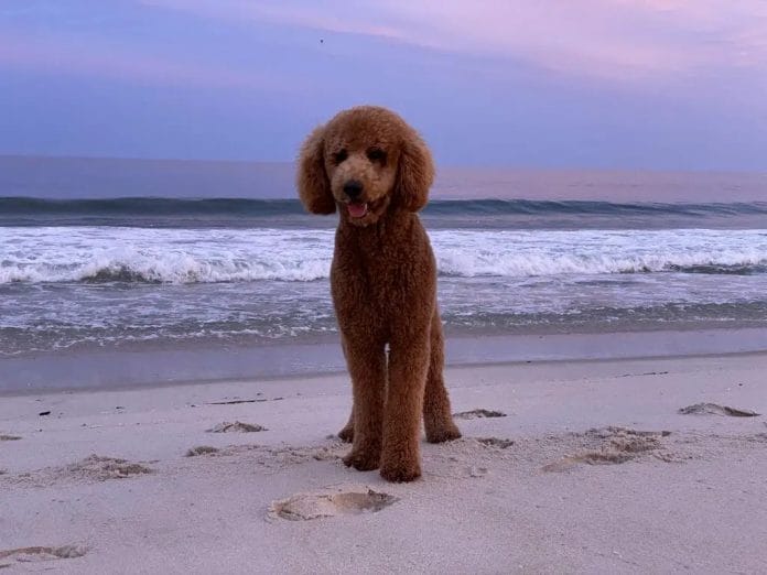 poodle at the beach