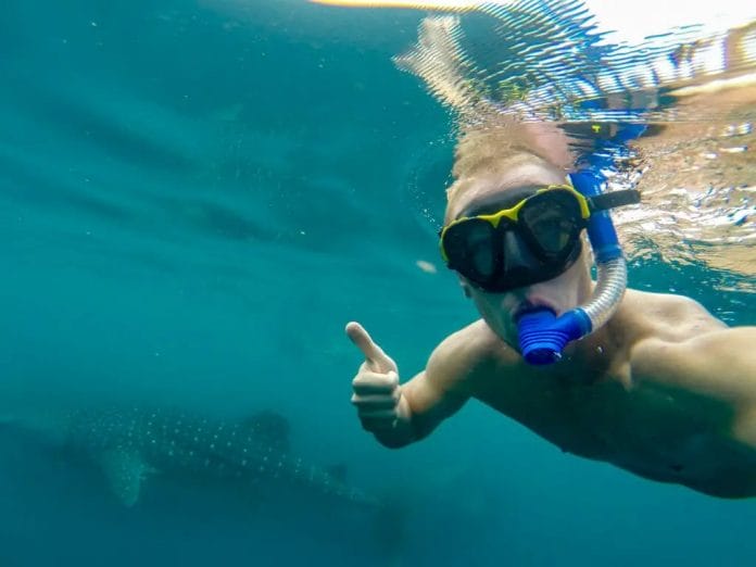 Young man snorkeling underwater with a large whale shark. Australia Ningaloo Reef
