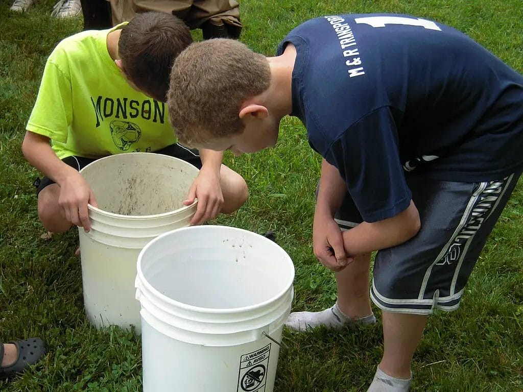 BucketBall How To Play, Rules, Gameplay & Strategy [2022] The