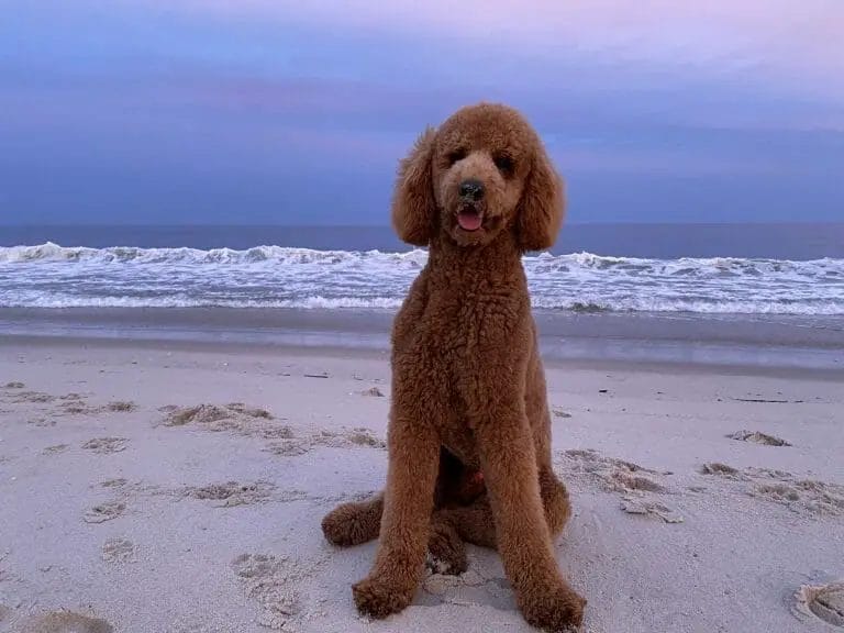 201+ Beach Names For Dogs For 2022 [Beachy!]