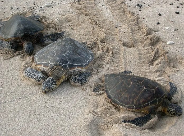 Navarre Beach Sea Turtle Rescue
