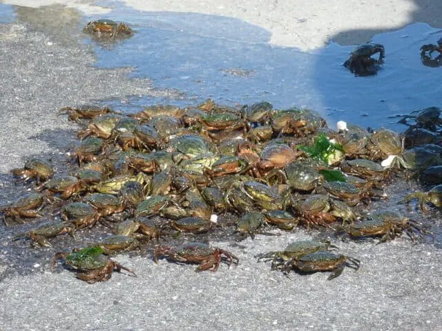 Common Places to Find Crabs