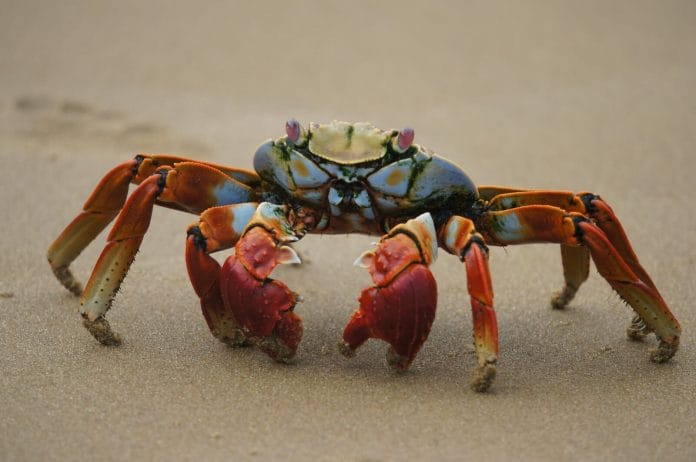 What Do Crabs Look Like?