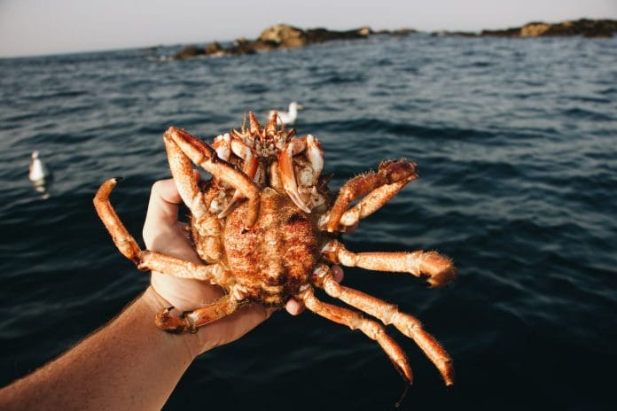 Be Careful When Handling Crabs.