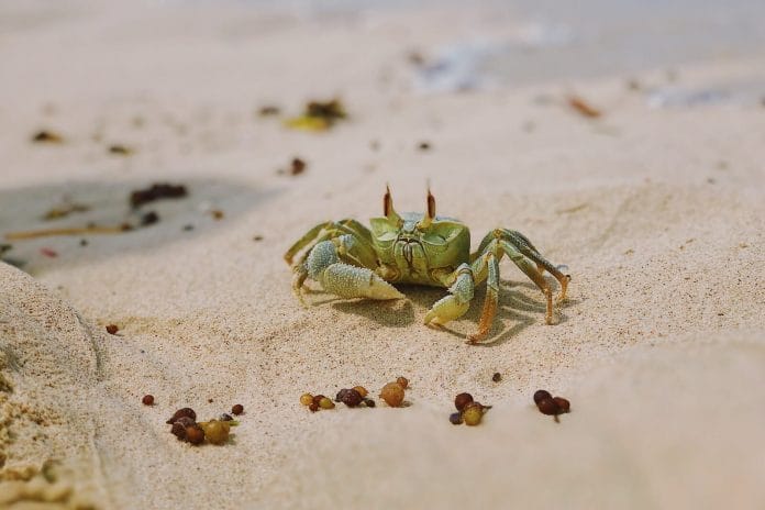 Beginners Guide on How to Find Crabs on the Beach!
